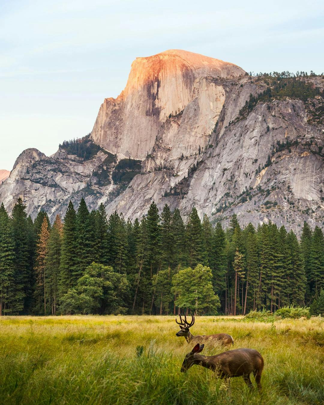 Two deers grazing in front of Crested Butte at Yosemite National Park.